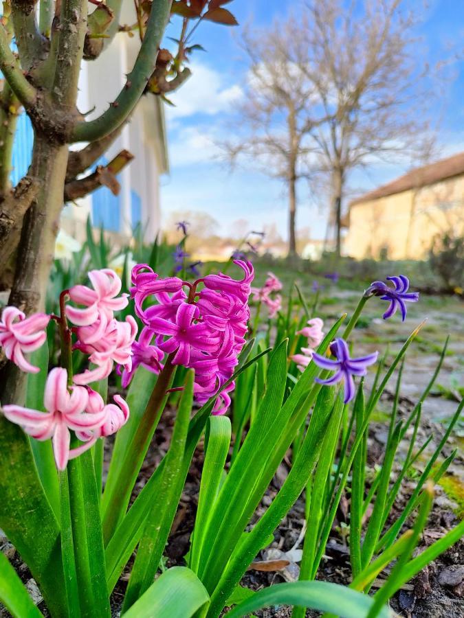 Bed and Breakfast Ethno&Coffee House Tulip Glozan Exteriér fotografie